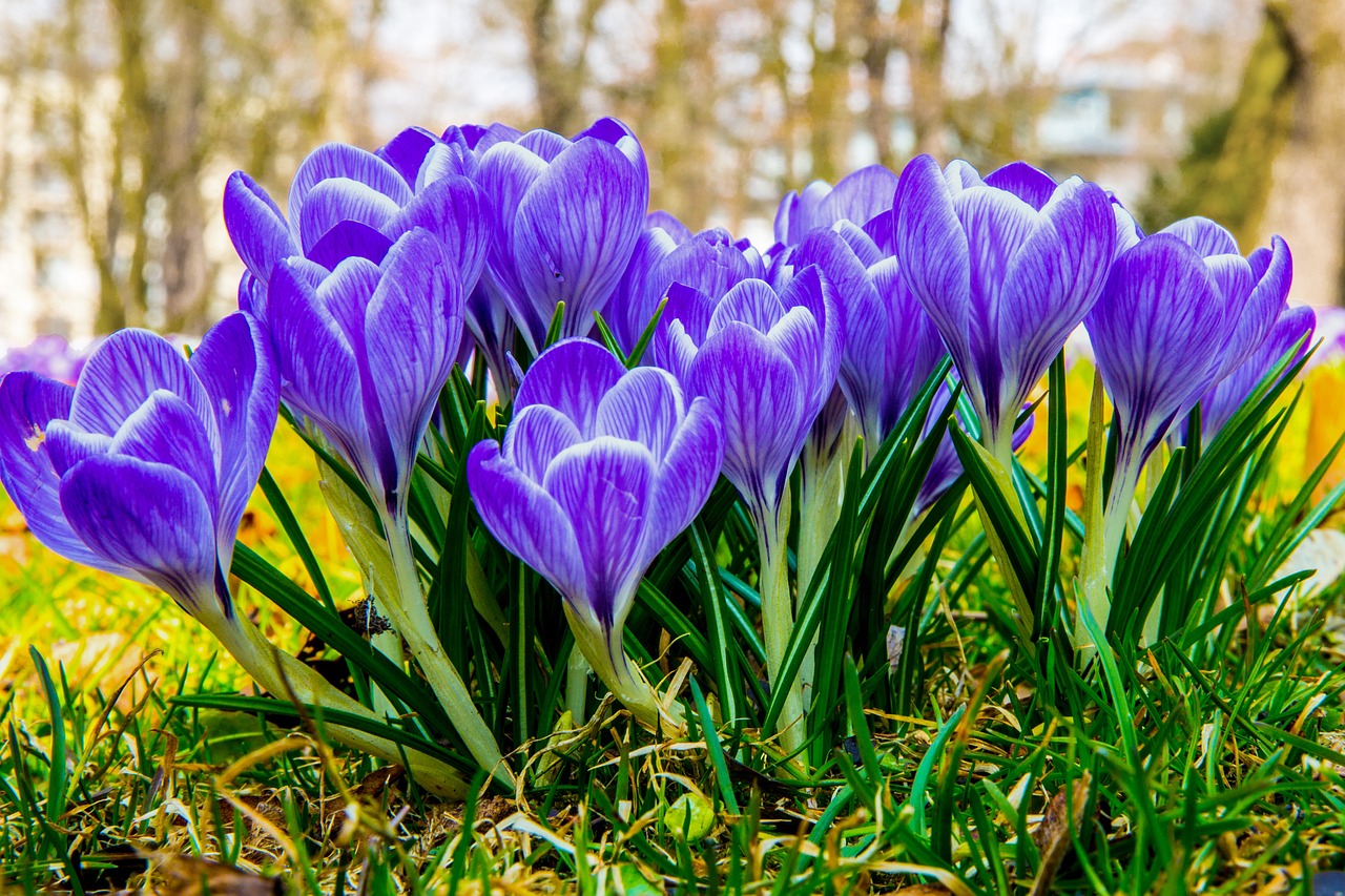 Crocus, Žiedas, Žydėti, Gėlė, Pavasaris, Violetinė, Pavasario Gėlė, Augalas, Žydėti, Parkas