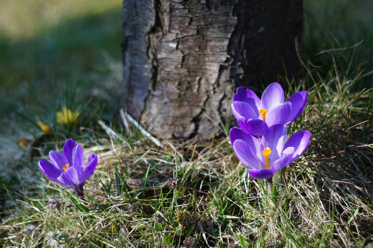 Crocus, Violetinė, Pavasaris, Žiedas, Žydėti, Gėlė, Pavasario Gėlė, Augalas, Bühen, Violetinė