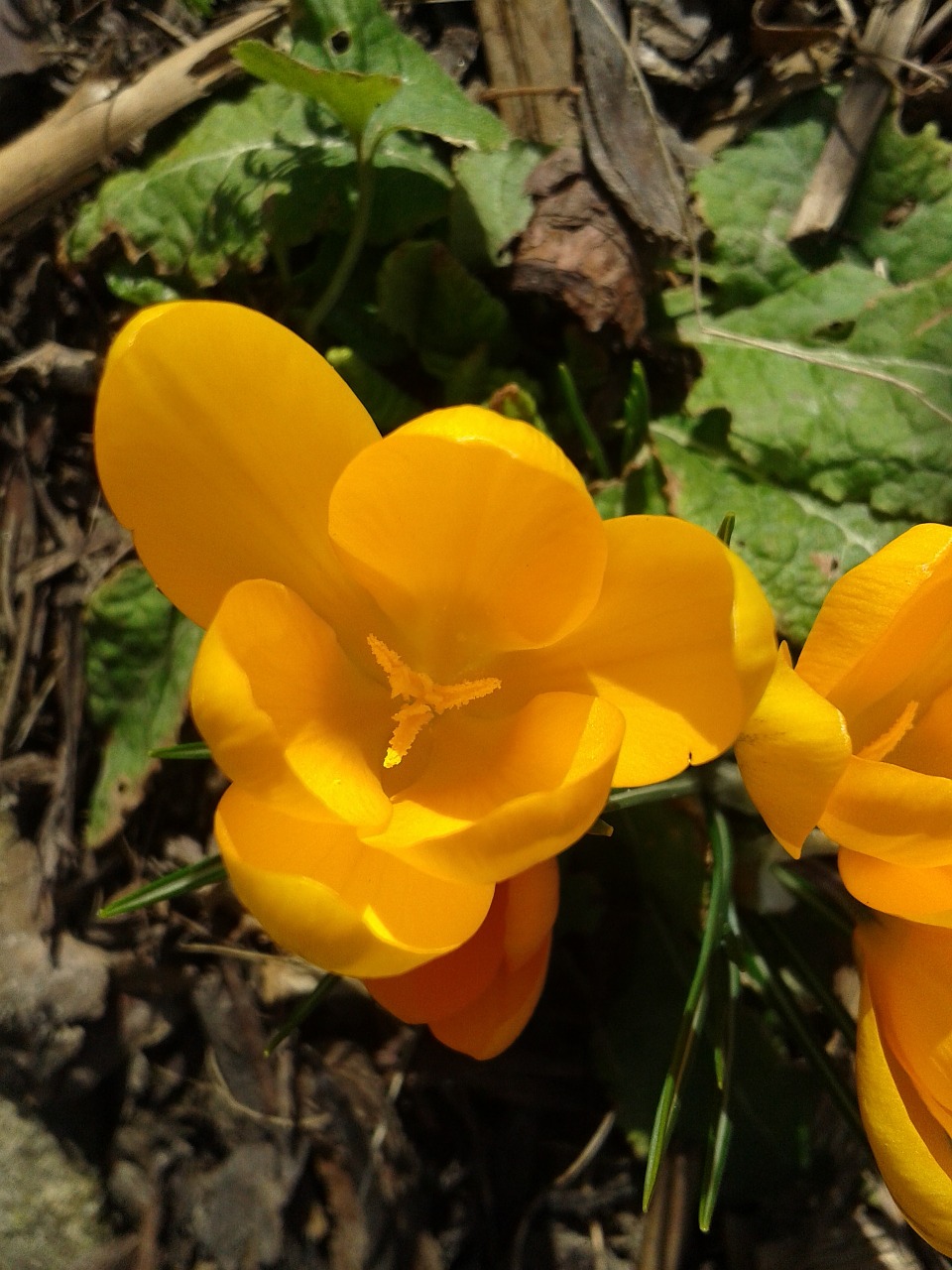 Crocus, Pavasaris, Žiedas, Žydėti, Pavasario Gėlė, Geltona, Pavasario Krokusas, Ankstyvas Bloomer, Frühlingsanfang, Nemokamos Nuotraukos