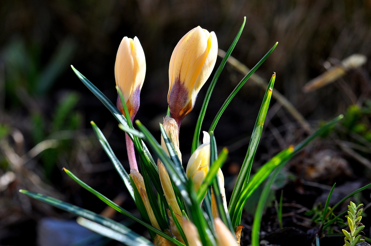 Crocus, Gėlė, Augalas, Žiedas, Žydėti, Geltona, Uždaryta, Pavasario Gėlė, Pavasario Pranašys, Pavasaris