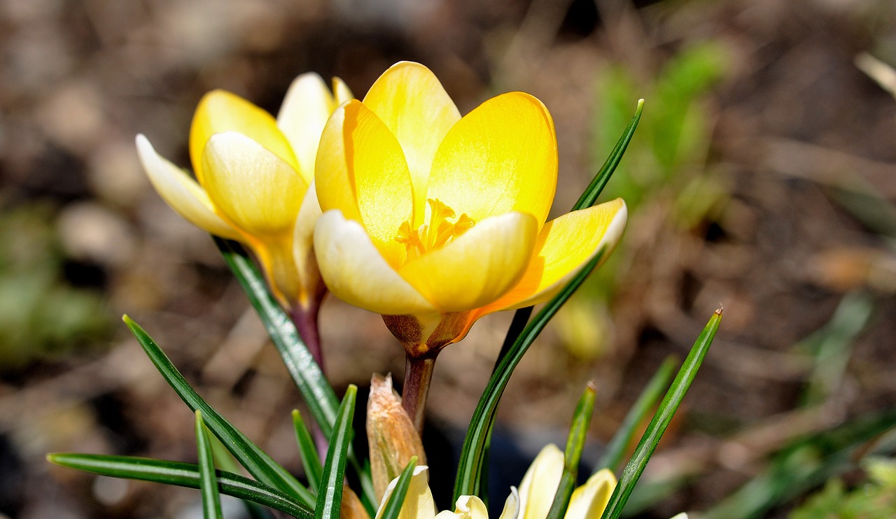 Crocus, Gėlė, Žiedas, Žydėti, Augalas, Geltona, Saldus, Pavasario Gėlė, Frühlingsanfang, Frühlingsblüher