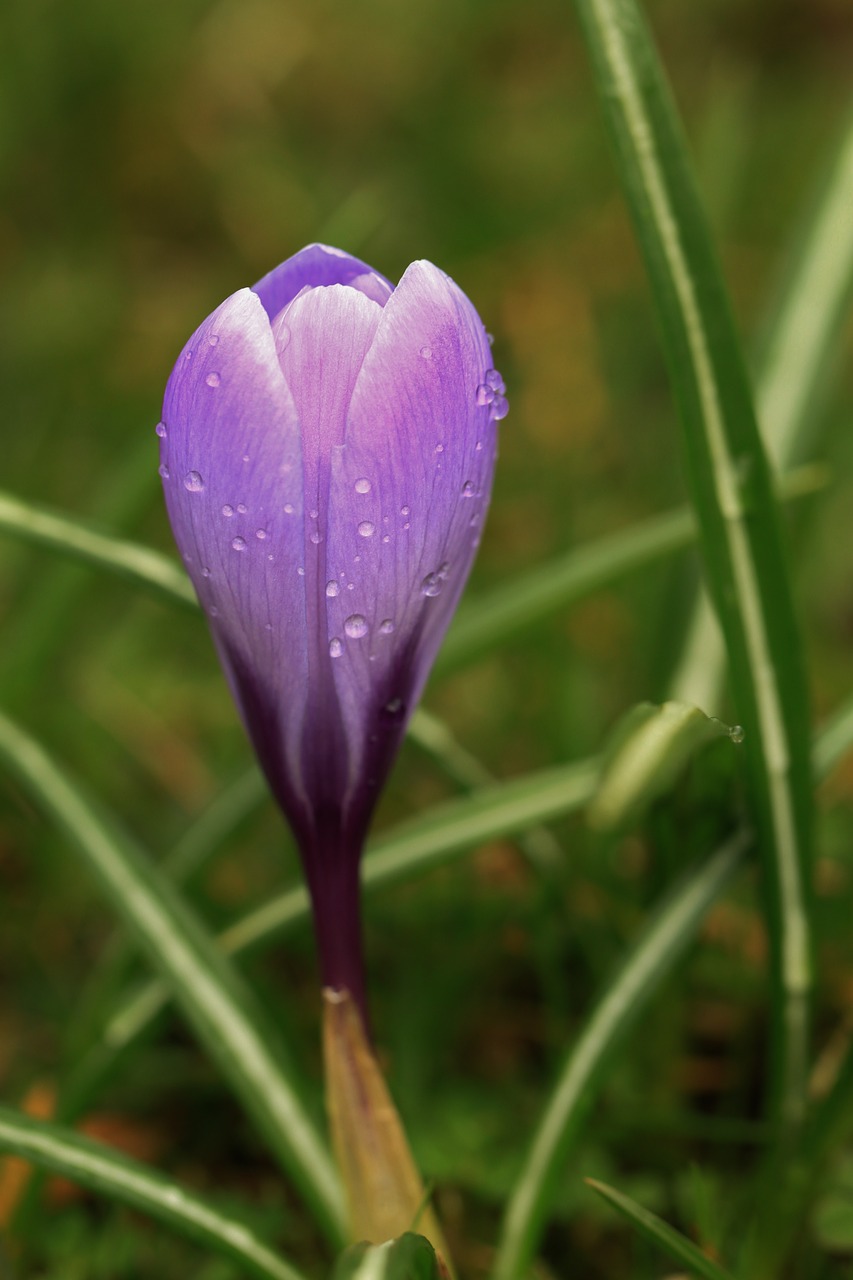 Crocus, Žiedas, Žydėti, Gėlė, Pavasaris, Uždaryti, Augalas, Gamta, Žydėti, Pavasario Gėlė