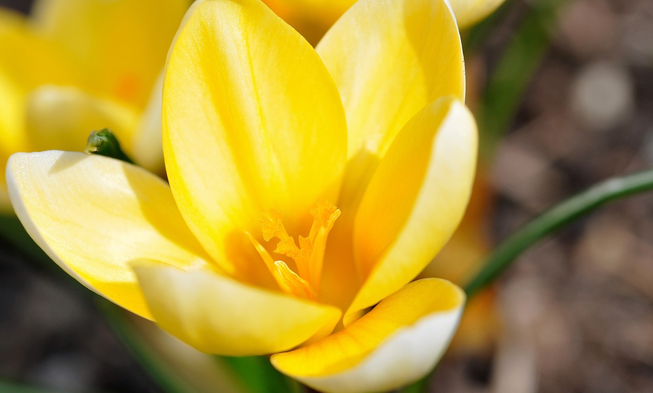 Crocus, Gėlė, Žiedas, Žydėti, Augalas, Geltona, Pavasario Pranašys, Ankstyvas Bloomer, Pavasario Gėlė, Frühlingsanfang