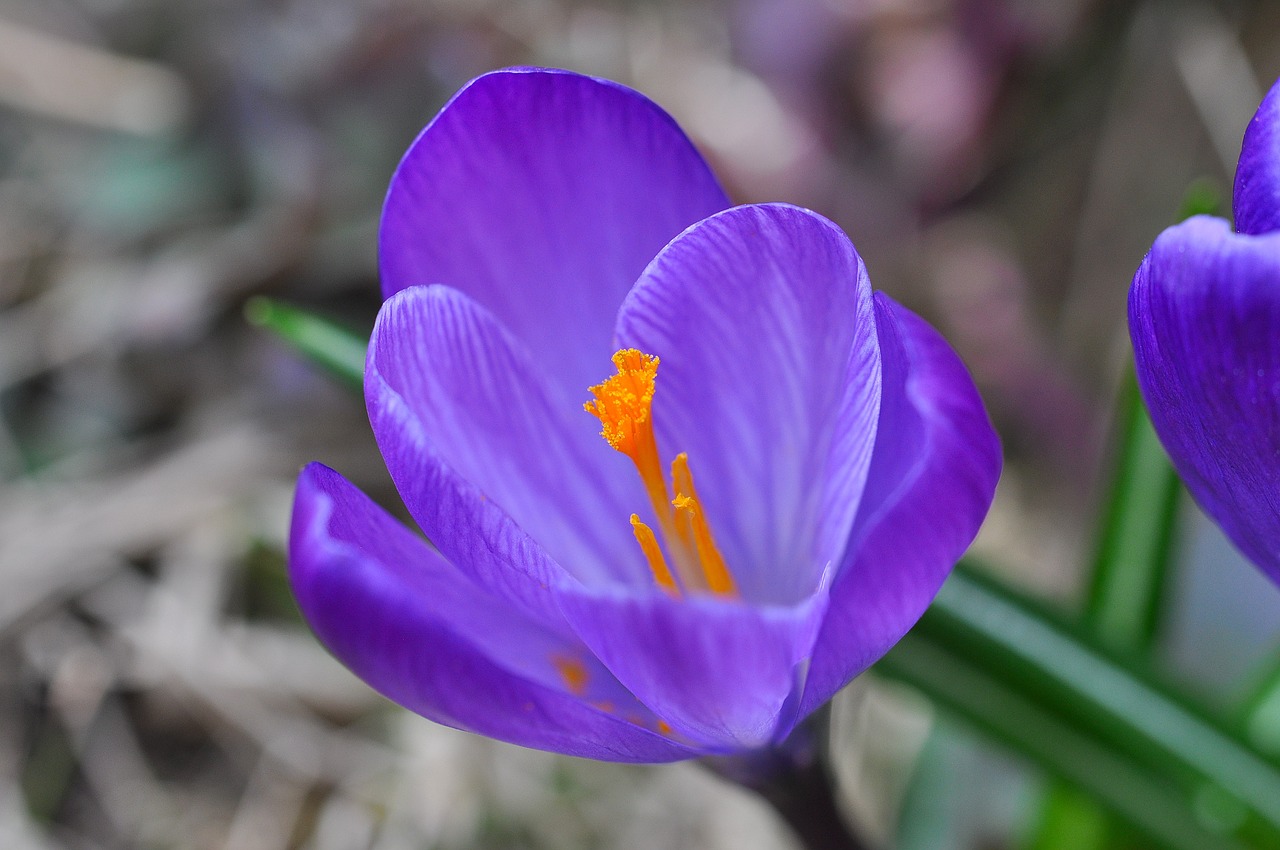 Crocus, Gėlė, Žiedas, Žydėti, Violetinė, Augalas, Pavasario Gėlė, Pavasario Pranašys, Ankstyvas Bloomer, Pavasaris