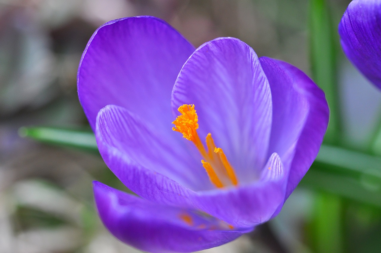 Crocus, Gėlė, Žiedas, Žydėti, Violetinė, Augalas, Pavasario Gėlė, Pavasario Pranašys, Ankstyvas Bloomer, Pavasaris