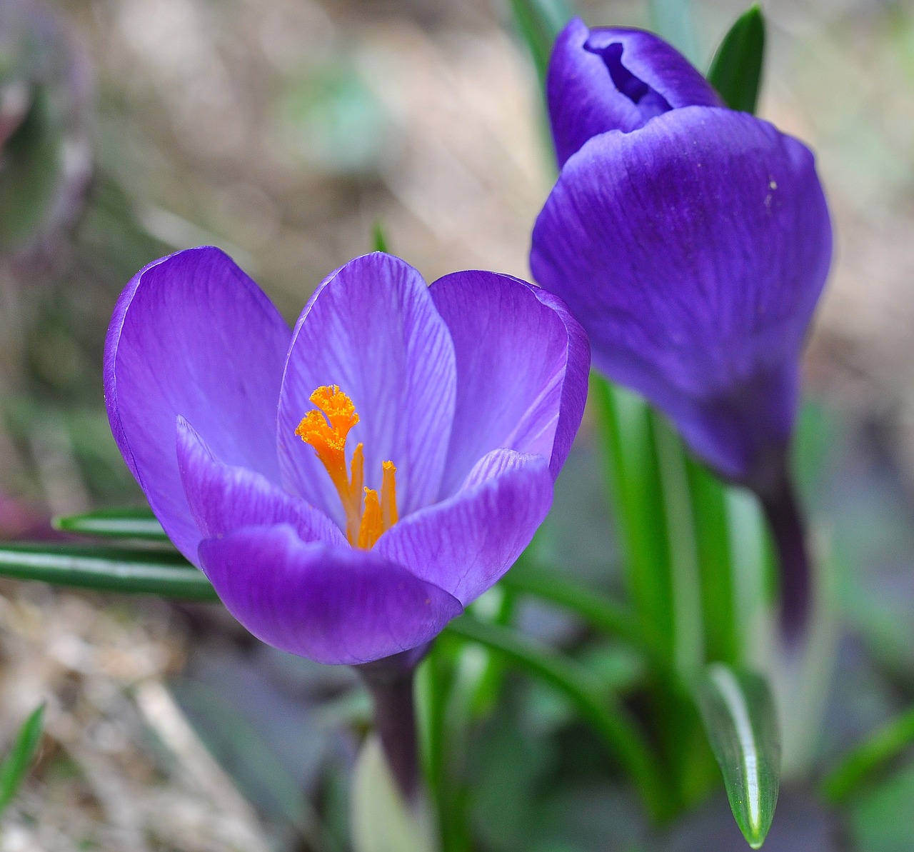 Crocus, Gėlė, Žiedas, Žydėti, Violetinė, Augalas, Pavasario Gėlė, Pavasario Pranašys, Ankstyvas Bloomer, Pavasaris