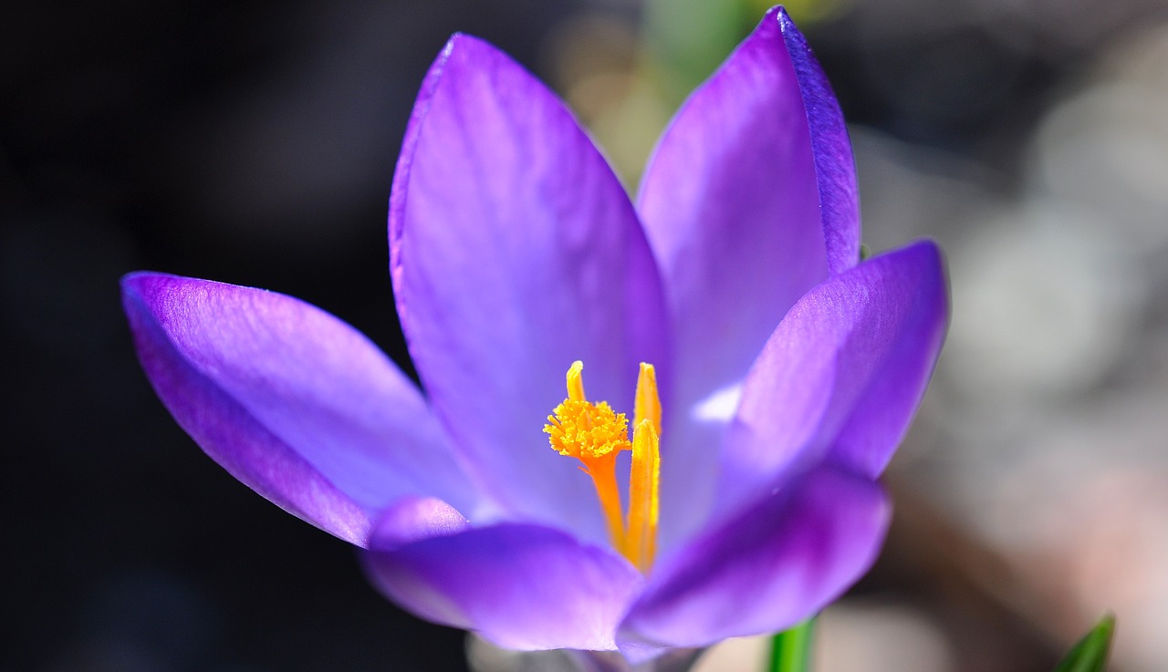 Crocus, Gėlė, Žiedas, Žydėti, Augalas, Pavasario Gėlė, Violetinė, Pavasario Pranašys, Ankstyvas Bloomer, Pavasaris