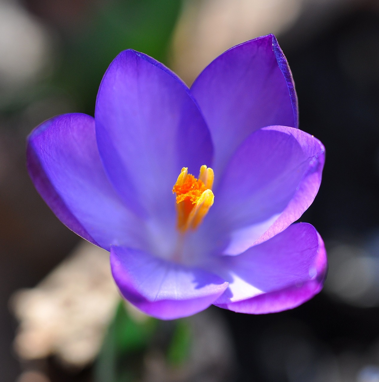 Crocus, Gėlė, Žiedas, Žydėti, Augalas, Pavasario Gėlė, Violetinė, Pavasario Pranašys, Ankstyvas Bloomer, Pavasaris