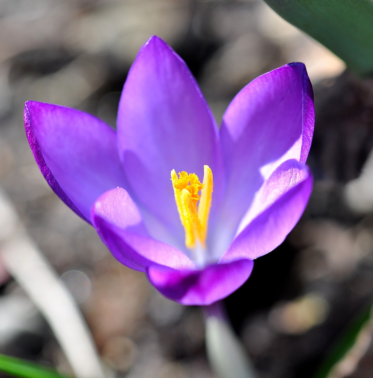 Crocus, Gėlė, Žiedas, Žydėti, Augalas, Pavasario Gėlė, Violetinė, Pavasario Pranašys, Ankstyvas Bloomer, Pavasaris