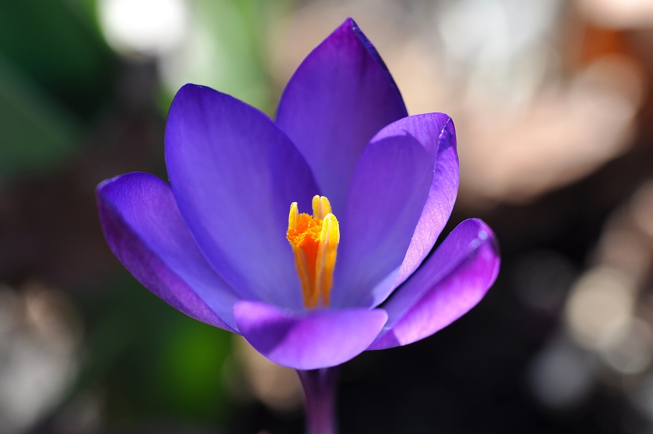 Crocus, Gėlė, Žiedas, Žydėti, Augalas, Pavasario Gėlė, Violetinė, Pavasario Pranašys, Ankstyvas Bloomer, Pavasaris