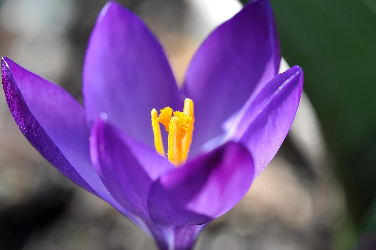 Crocus, Gėlė, Žiedas, Žydėti, Augalas, Pavasario Gėlė, Violetinė, Pavasario Pranašys, Ankstyvas Bloomer, Pavasaris