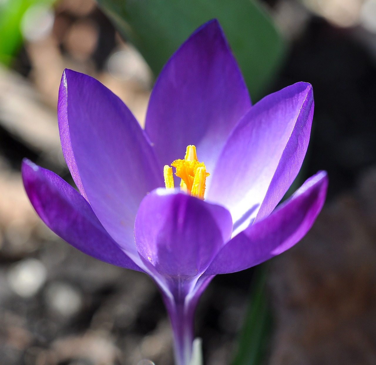 Crocus, Gėlė, Žiedas, Žydėti, Augalas, Pavasario Gėlė, Violetinė, Pavasario Pranašys, Ankstyvas Bloomer, Pavasaris