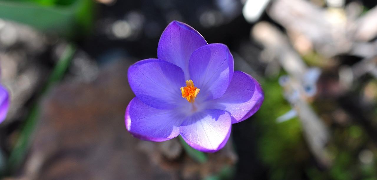 Crocus, Gėlė, Žiedas, Žydėti, Augalas, Pavasario Gėlė, Violetinė, Pavasario Pranašys, Ankstyvas Bloomer, Pavasaris