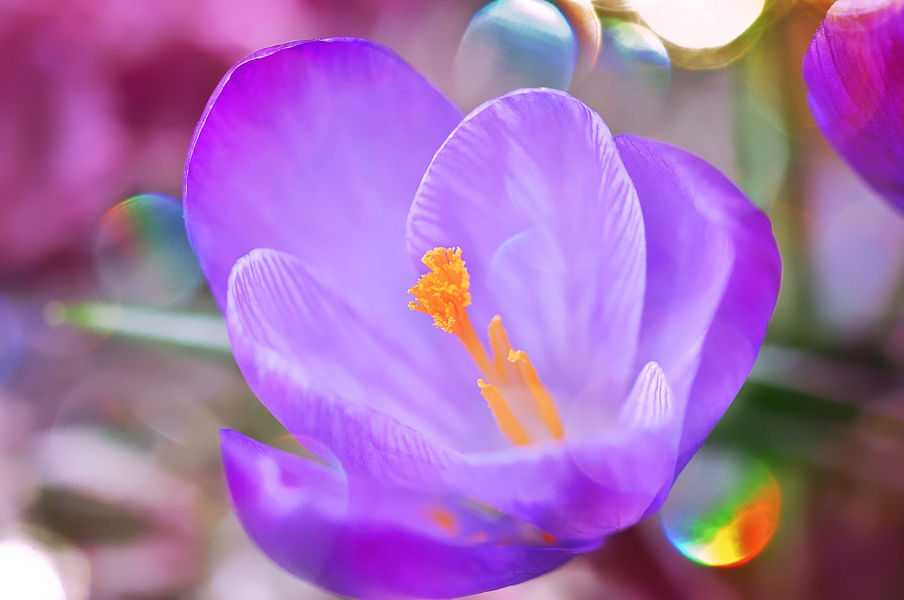 Crocus, Gėlė, Žiedas, Žydėti, Augalas, Violetinė, Gražus, Švelnus, Flora, Uždaryti