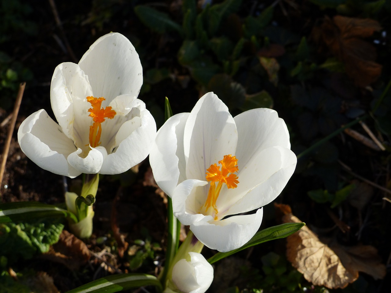 Crocus,  Gėlės,  Pavasaris,  Balta,  Lapai,  Sodas,  Spalvos, Nemokamos Nuotraukos,  Nemokama Licenzija