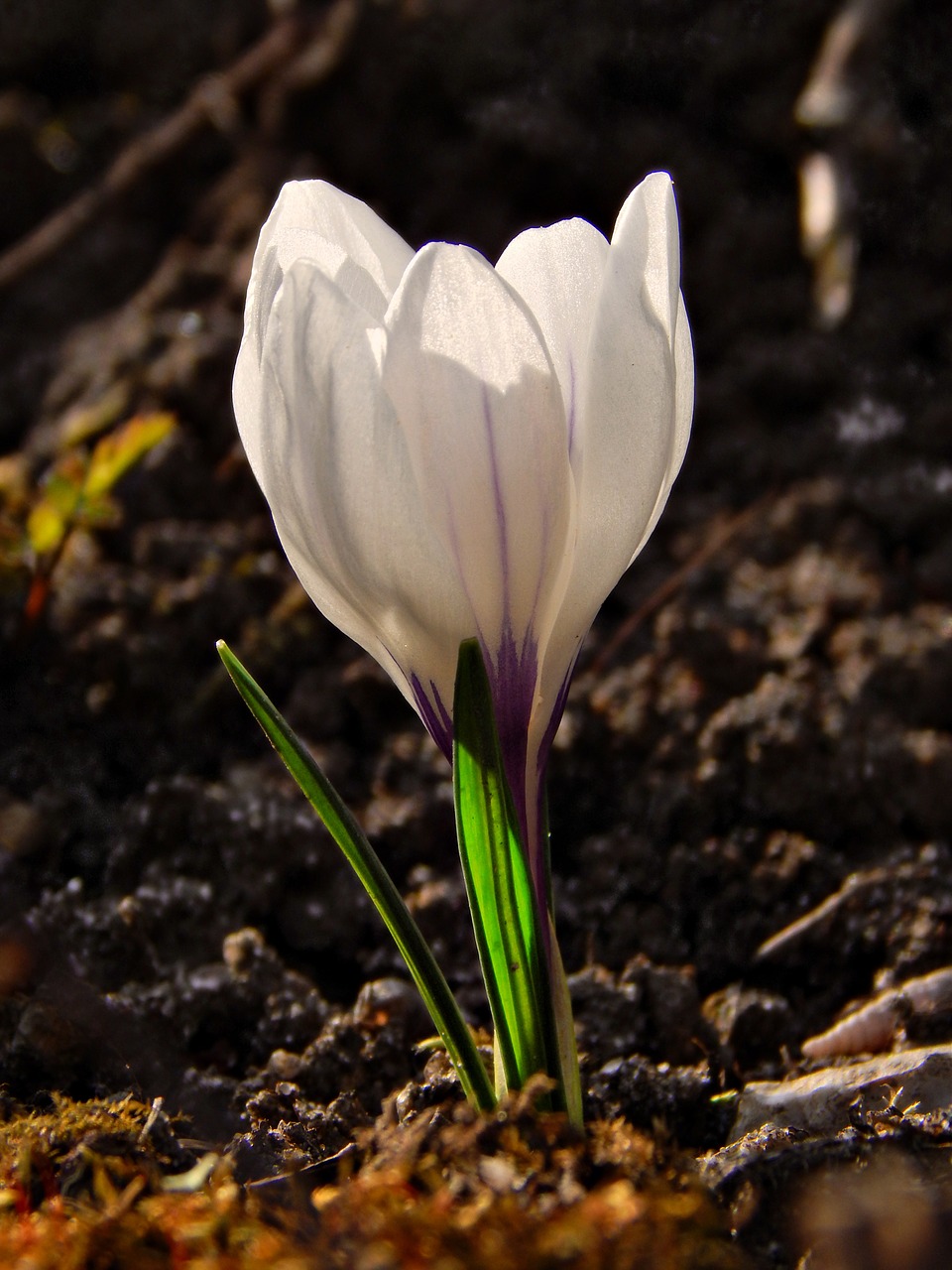 Crocus,  Pavasaris,  Makro,  Gėlė,  Gamta, Nemokamos Nuotraukos,  Nemokama Licenzija