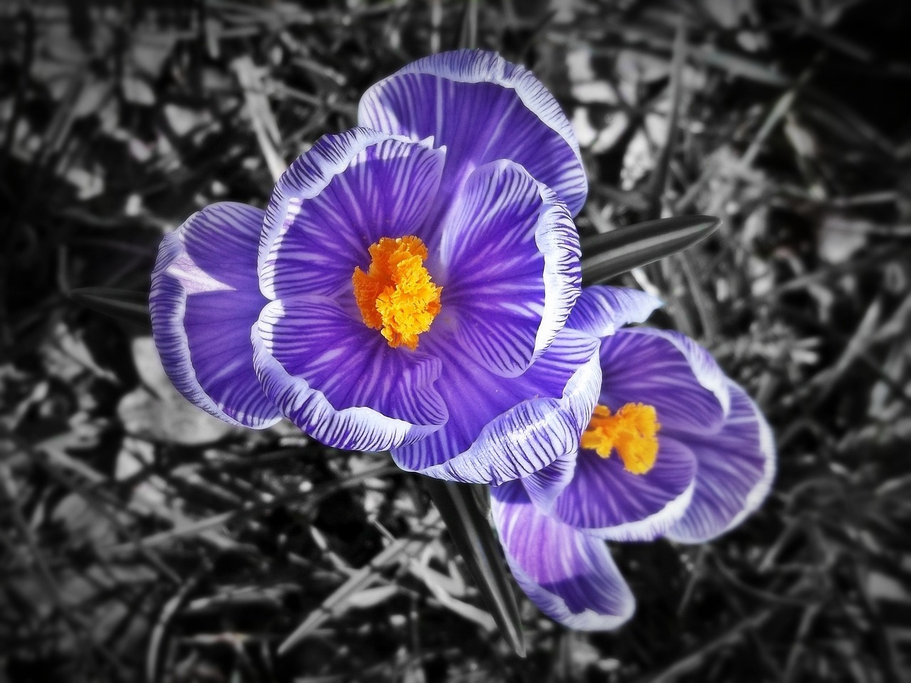 Crocus,  Violetinė,  Violetinė,  Pavasaris,  Gėlė,  Žiedas,  Žydėti,  Augalas,  Uždaryti,  Frühlingsblüher