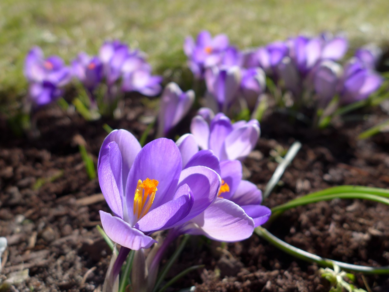 Crocus,  Pavasaris,  Violetinė,  Žiedas,  Žydėti,  Pavasario Gėlė,  Augalas,  Uždaryti,  Geltona,  Violetinė