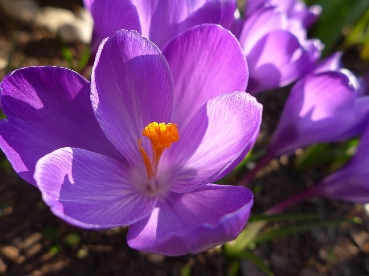 Crocus,  Pavasaris,  Gėlė,  Violetinė,  Žiedas,  Žydėti,  Augalas,  Uždaryti,  Geltona,  Violetinė