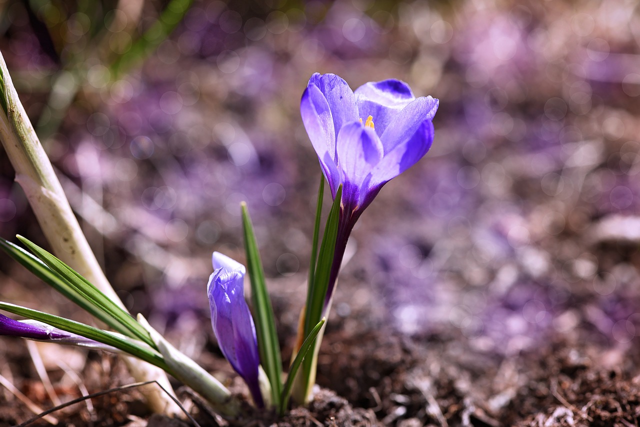 Crocus, Gėlė, Ankstyvas Bloomer, Mėlynas, Šviesiai Mėlynas, Pavasario Gėlė, Sodas, Gamta, Žemė, Nemokamos Nuotraukos