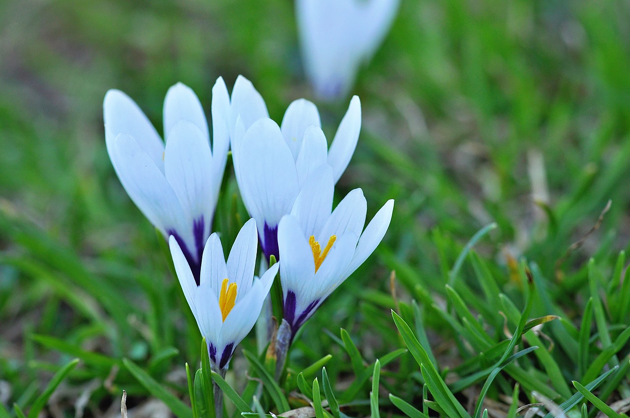 Crocus, Gėlės, Laukinės Vasaros Spalvos, Pavasario Gėlės, Pavasario Požymiai, Ankstyvas Bloomer, Pavasaris, Pieva, Gamta, Balta