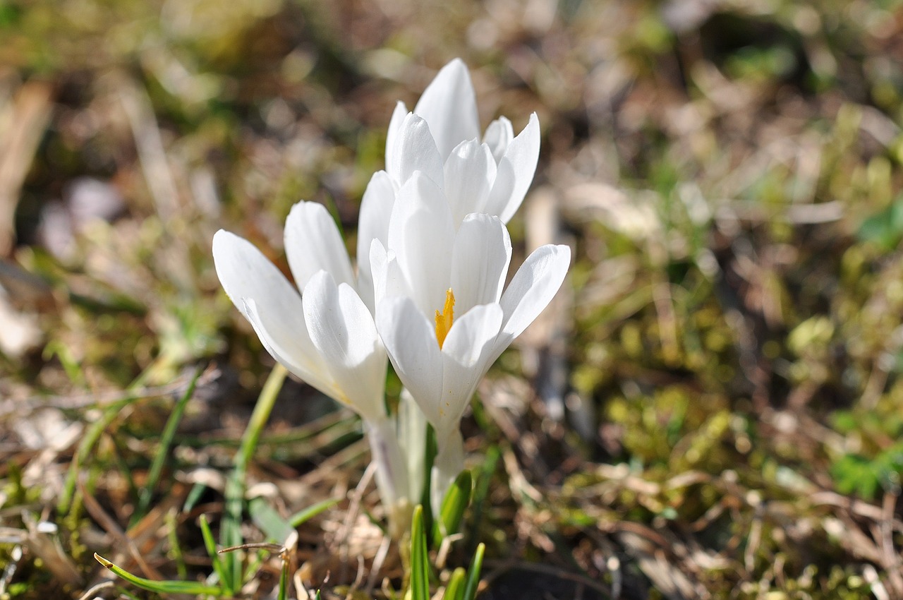 Crocus, Gėlės, Augalas, Balta, Pavasario Gėlės, Ankstyvas Bloomer, Pavasario Požymiai, Pavasaris, Gamta, Pieva