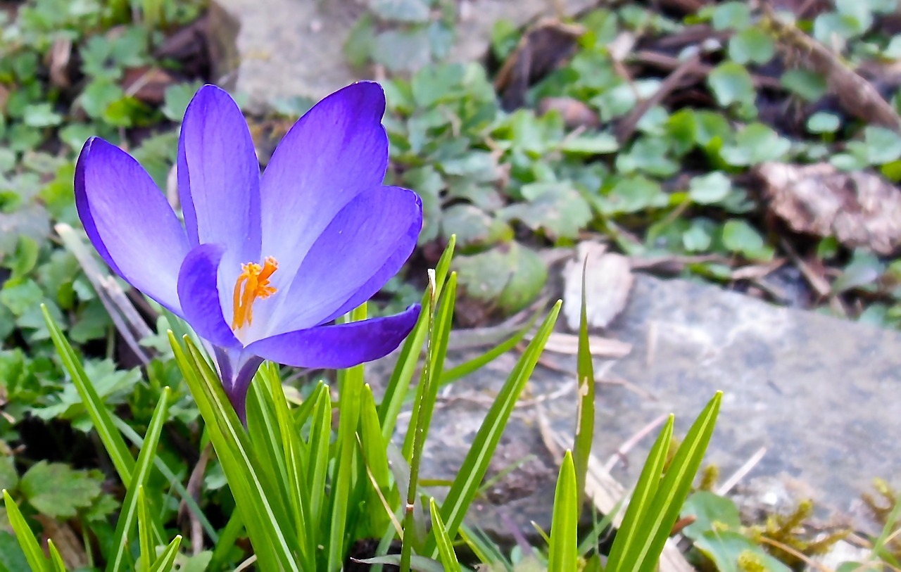 Crocus,  Pavasaris,  Gėlė,  Gamta,  Augalas,  Violetinė,  Sodas, Nemokamos Nuotraukos,  Nemokama Licenzija