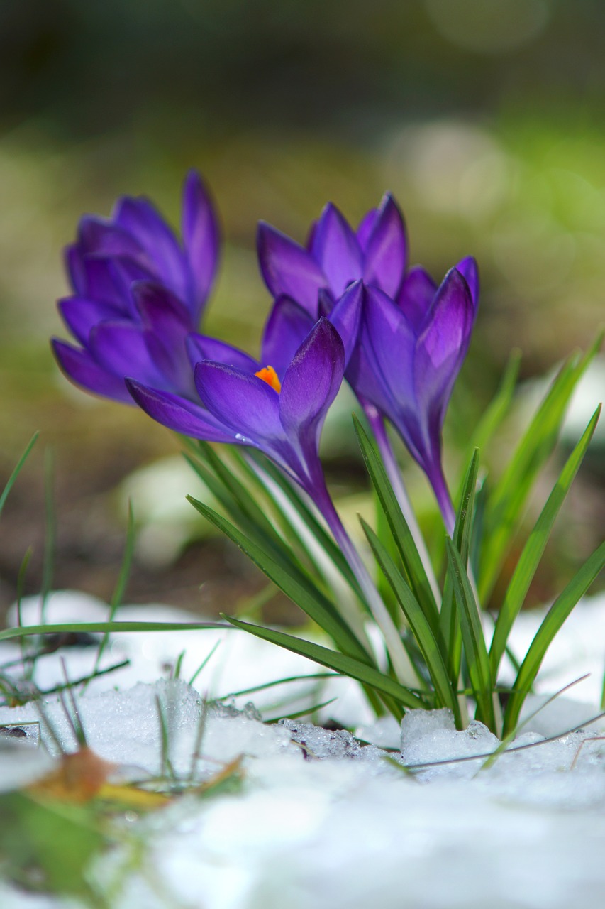 Crocus, Gėlės, Sniegas, Žiedas, Žydėti, Violetinė, Pavasaris, Nemokamos Nuotraukos,  Nemokama Licenzija