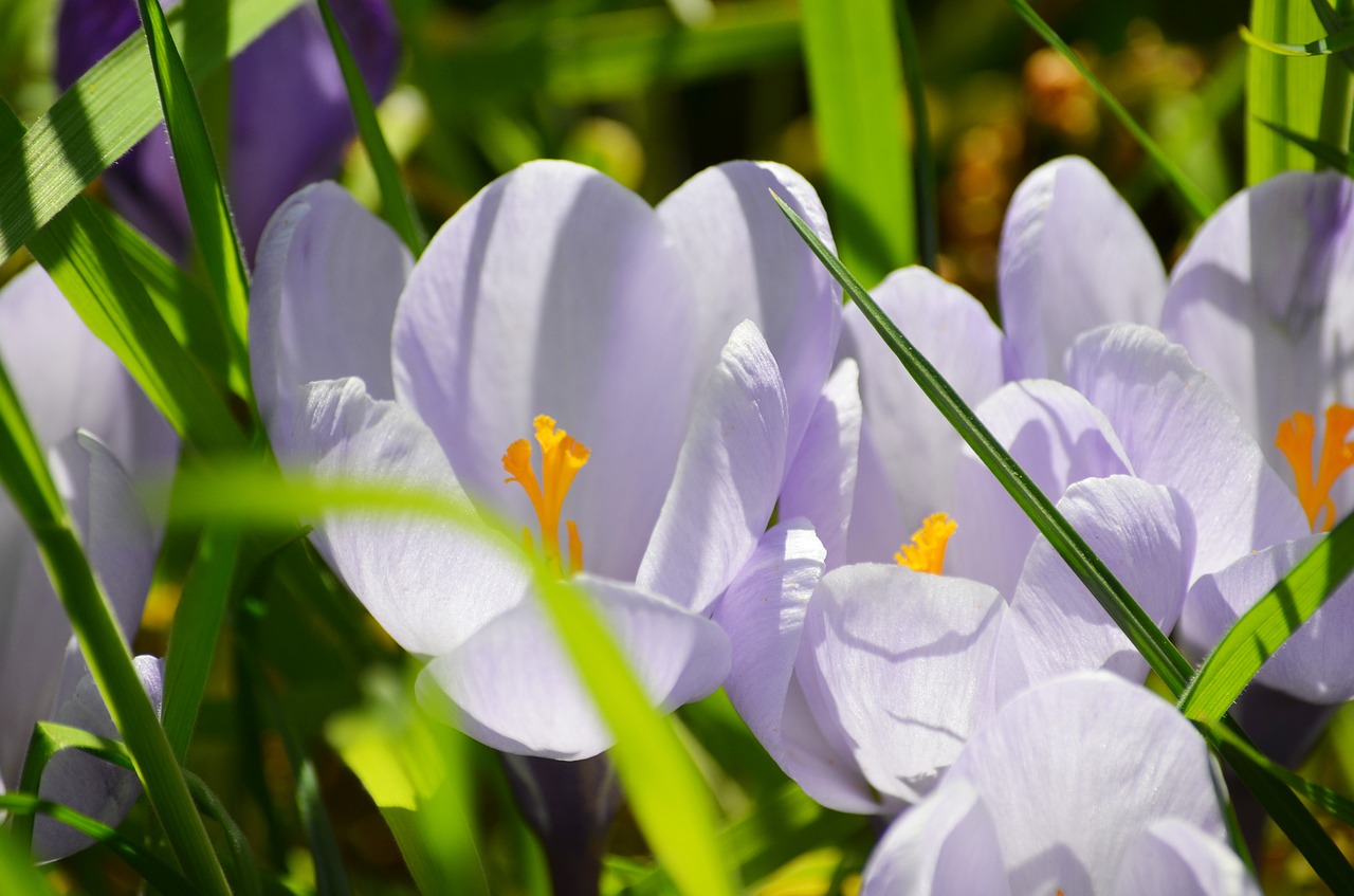 Crocus, Velykos, Saulė, Pavasaris, Frühlingsanfang, Pavasario Gėlė, Nemokamos Nuotraukos,  Nemokama Licenzija