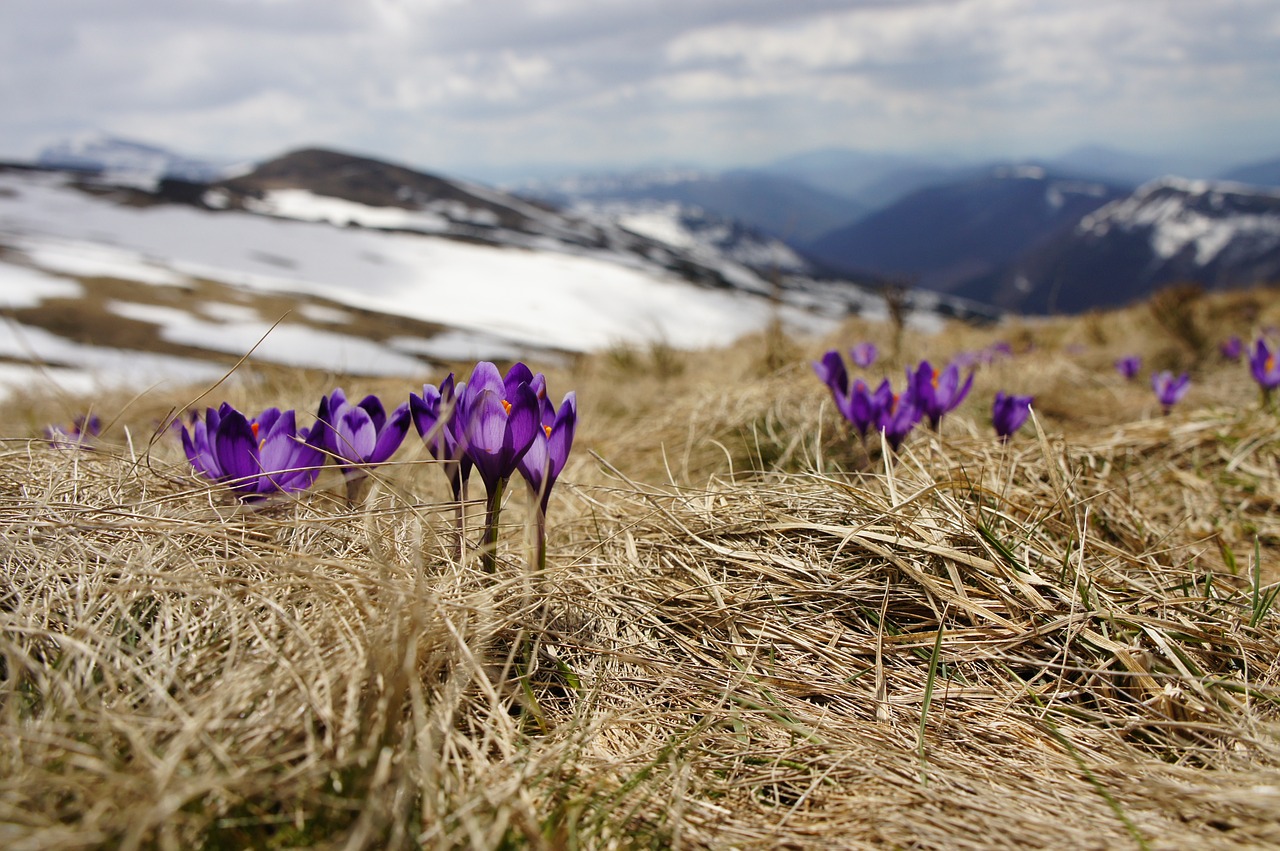 Crocus,  Violetinė,  Gėlė,  Žydi,  Žiedas,  Žiedlapiai,  Pavasaris,  Sezonas,  Pirmas,  Gyvenimas