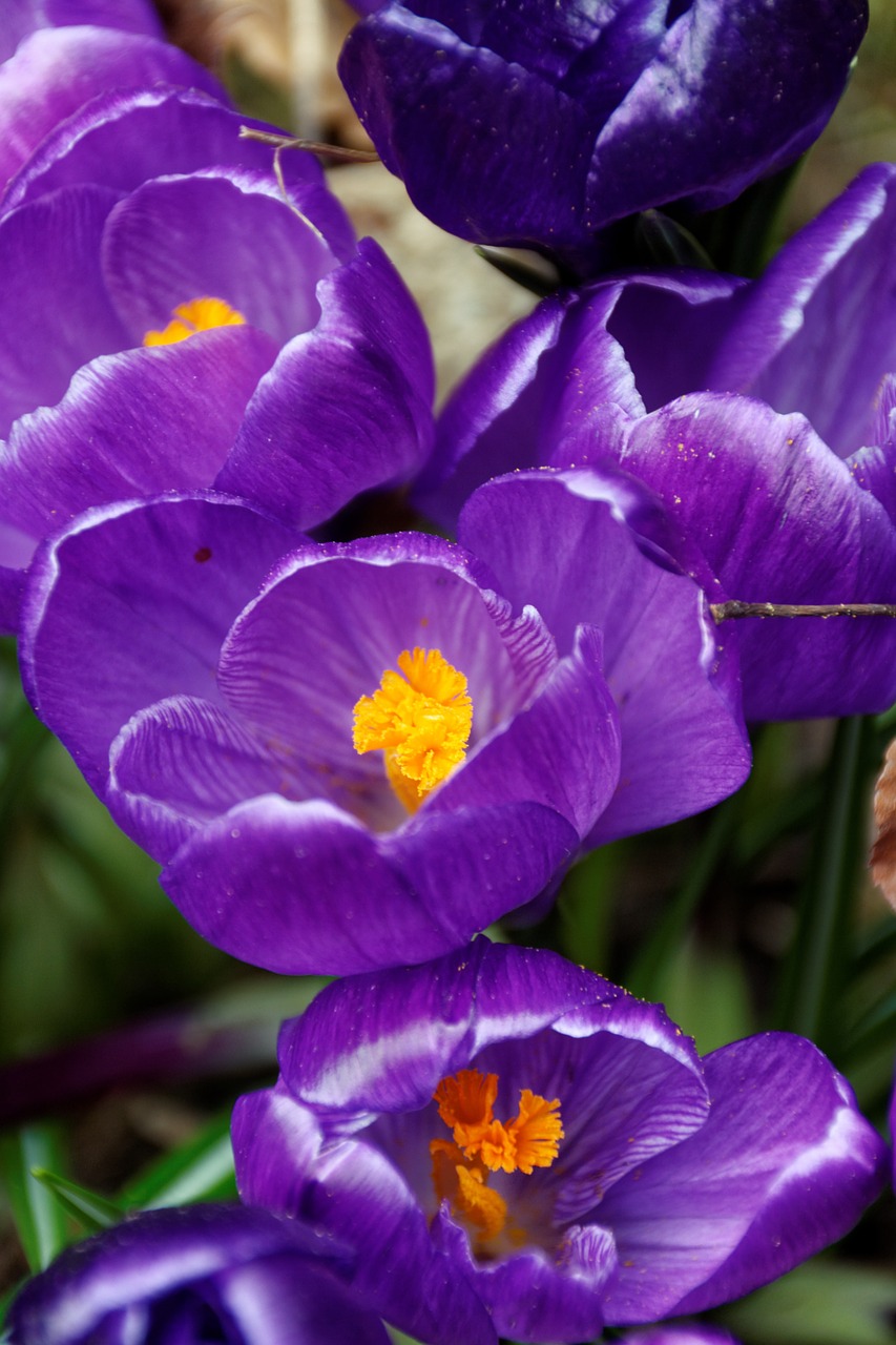 Crocus, Gėlės, Violetinė, Žiedas, Žydėti, Pavasaris, Gamta, Augalas, Pavasario Gėlė, Žydėti