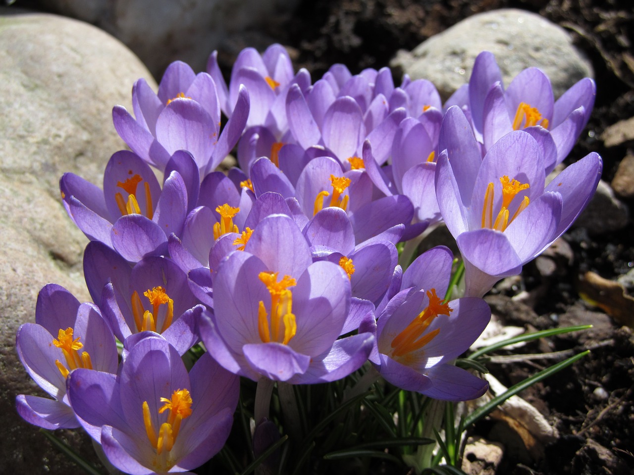 Crocus,  Gėlė,  Violetinė,  Uždaryti,  Pavasaris,  Violetine, Nemokamos Nuotraukos,  Nemokama Licenzija