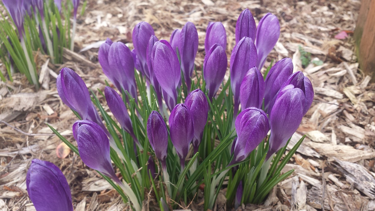 Crocus,  Pavasaris,  Gamta,  Gėlė,  Sezonas,  Augalas,  Žiedas,  Violetinė,  Gėlių,  Pavasaris