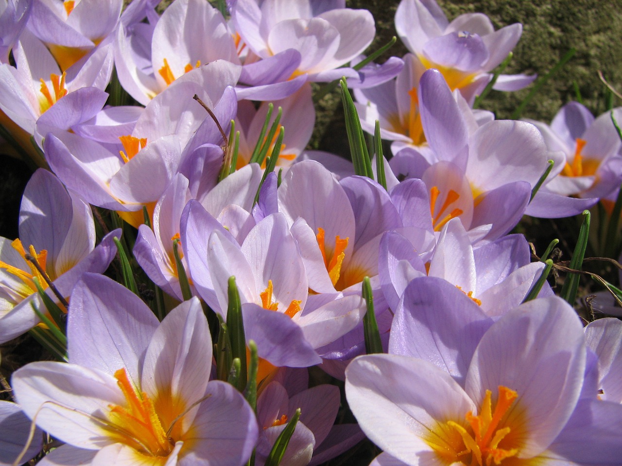 Crocus, Pavasaris, Levanda, Gėlė, Žiedas, Pavasaris, Pavasario Gėlė, Nemokamos Nuotraukos,  Nemokama Licenzija