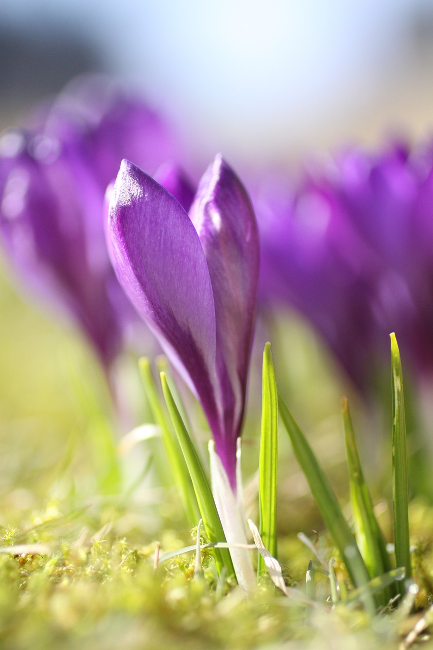 Crocus, Gėlė, Violetinė, Žiedas, Žydėti, Pavasaris, Sodas, Nemokamos Nuotraukos,  Nemokama Licenzija