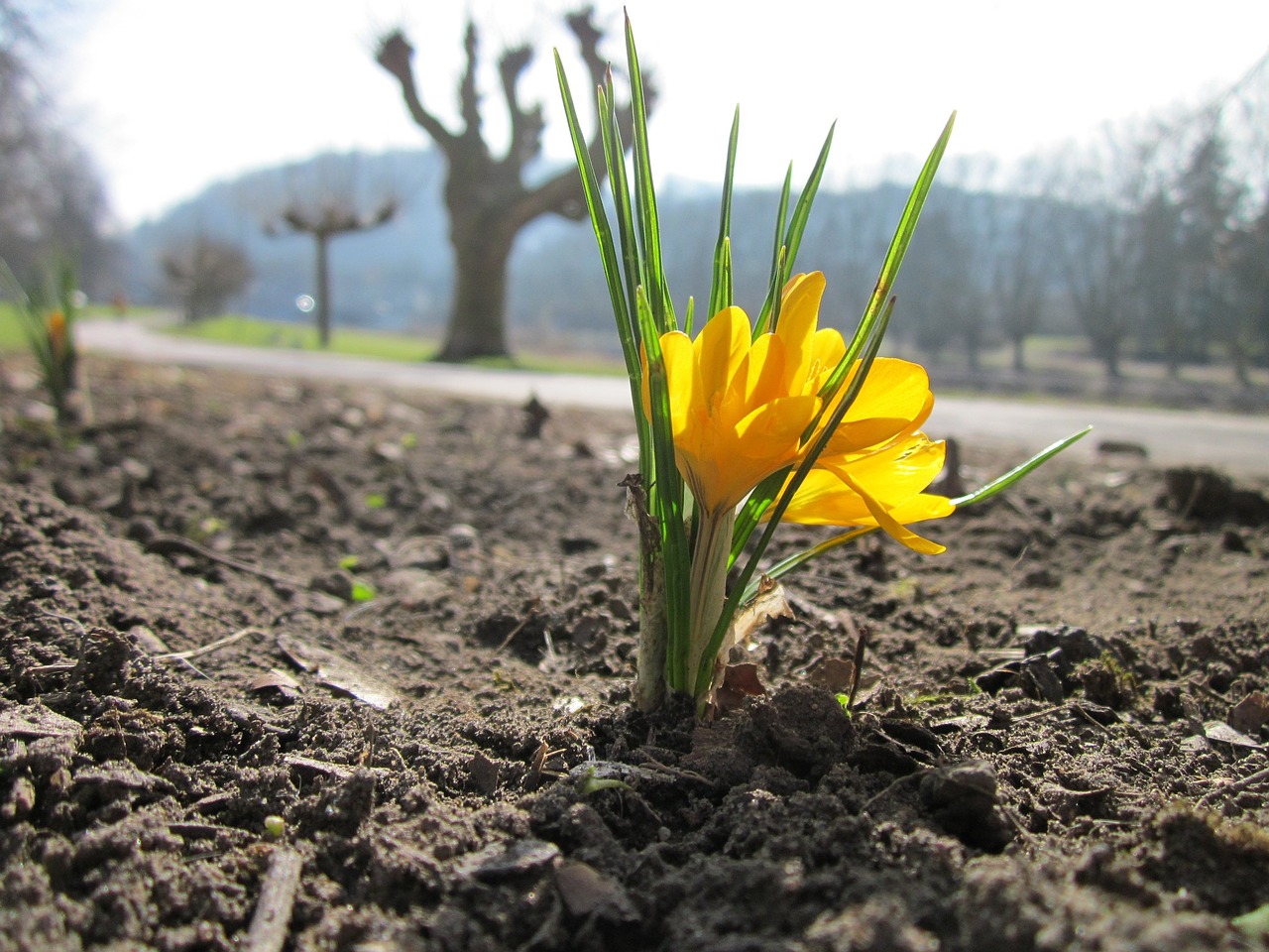 Crocus Chrysanthus,  Sniego Krokas,  Auksinis Krokusas,  Wildflower,  Flora,  Botanika,  Rūšis,  Žydi,  Augalas, Nemokamos Nuotraukos