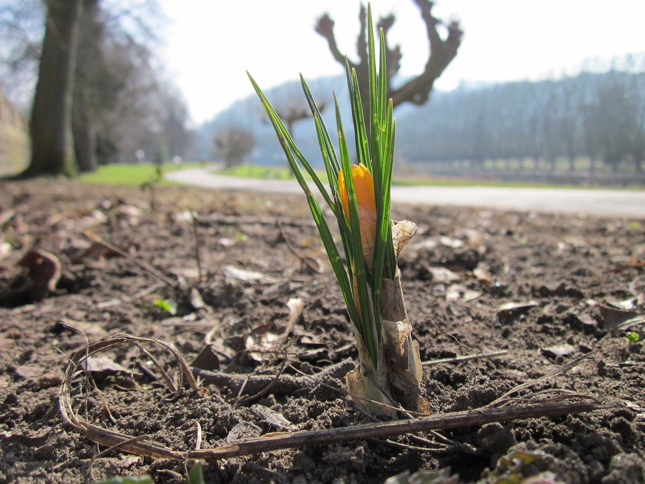 Crocus Chrysanthus,  Sniego Krokas,  Auksinis Krokusas,  Wildflower,  Flora,  Botanika,  Rūšis,  Žydi,  Augalas, Nemokamos Nuotraukos