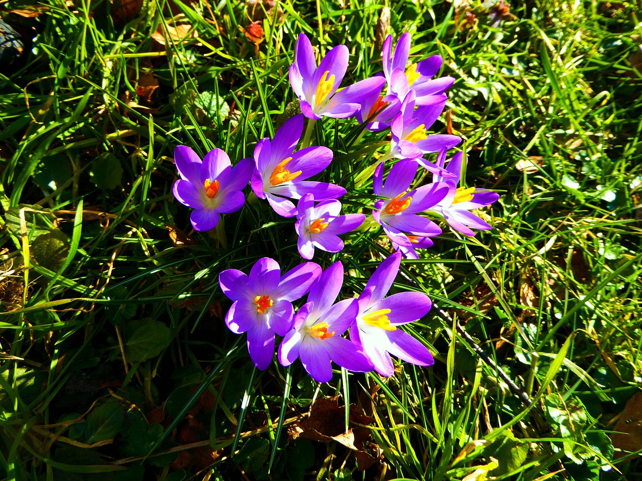 Crocus Gėlės, Spalvinga, Mėlynas, Nemokamos Nuotraukos,  Nemokama Licenzija