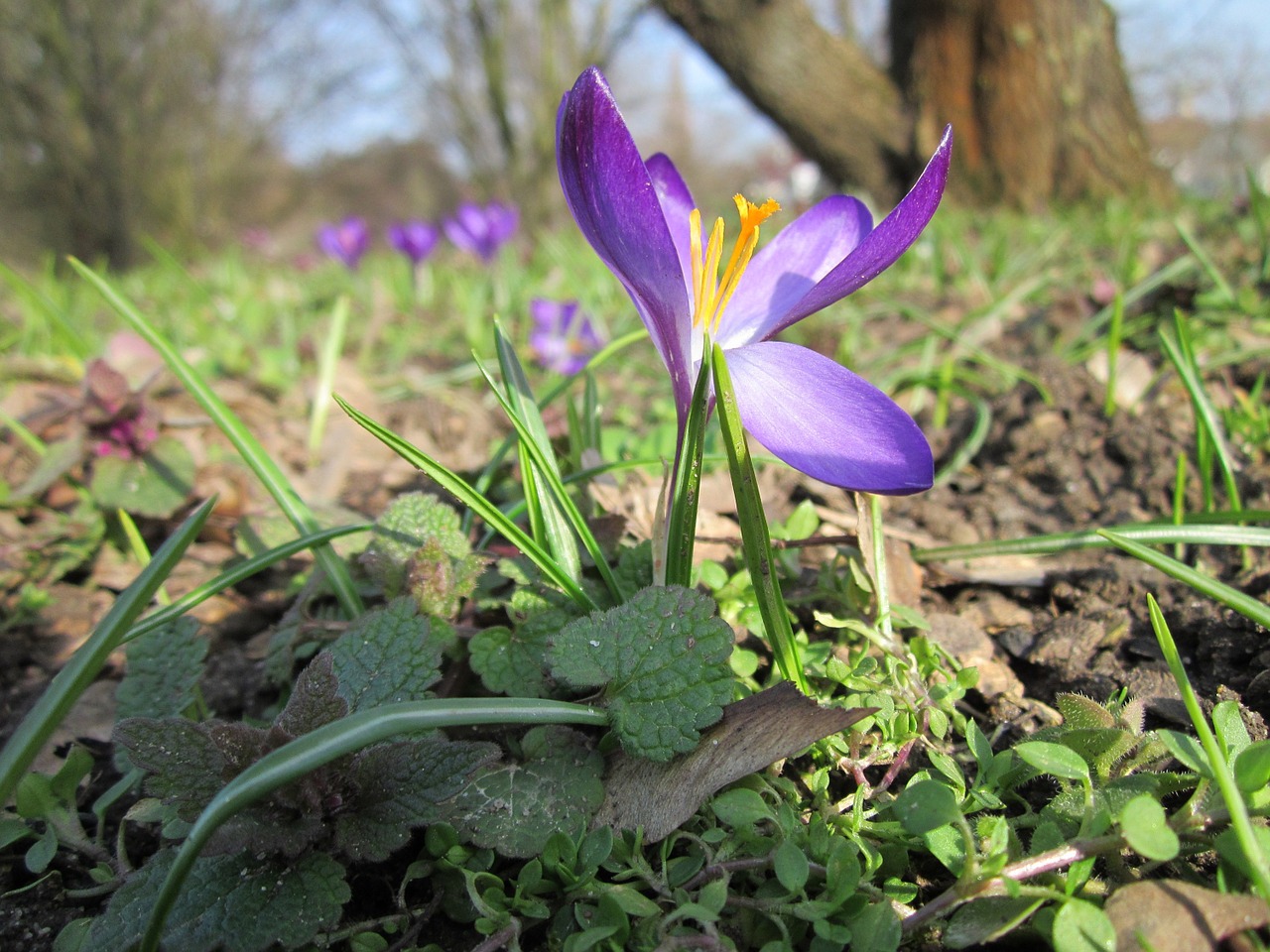 Crocus Vernus,  Pavasario Krokusas,  Milžinas Krokusas,  Wildflower,  Flora,  Botanika,  Rūšis,  Augalas,  Žydi, Nemokamos Nuotraukos