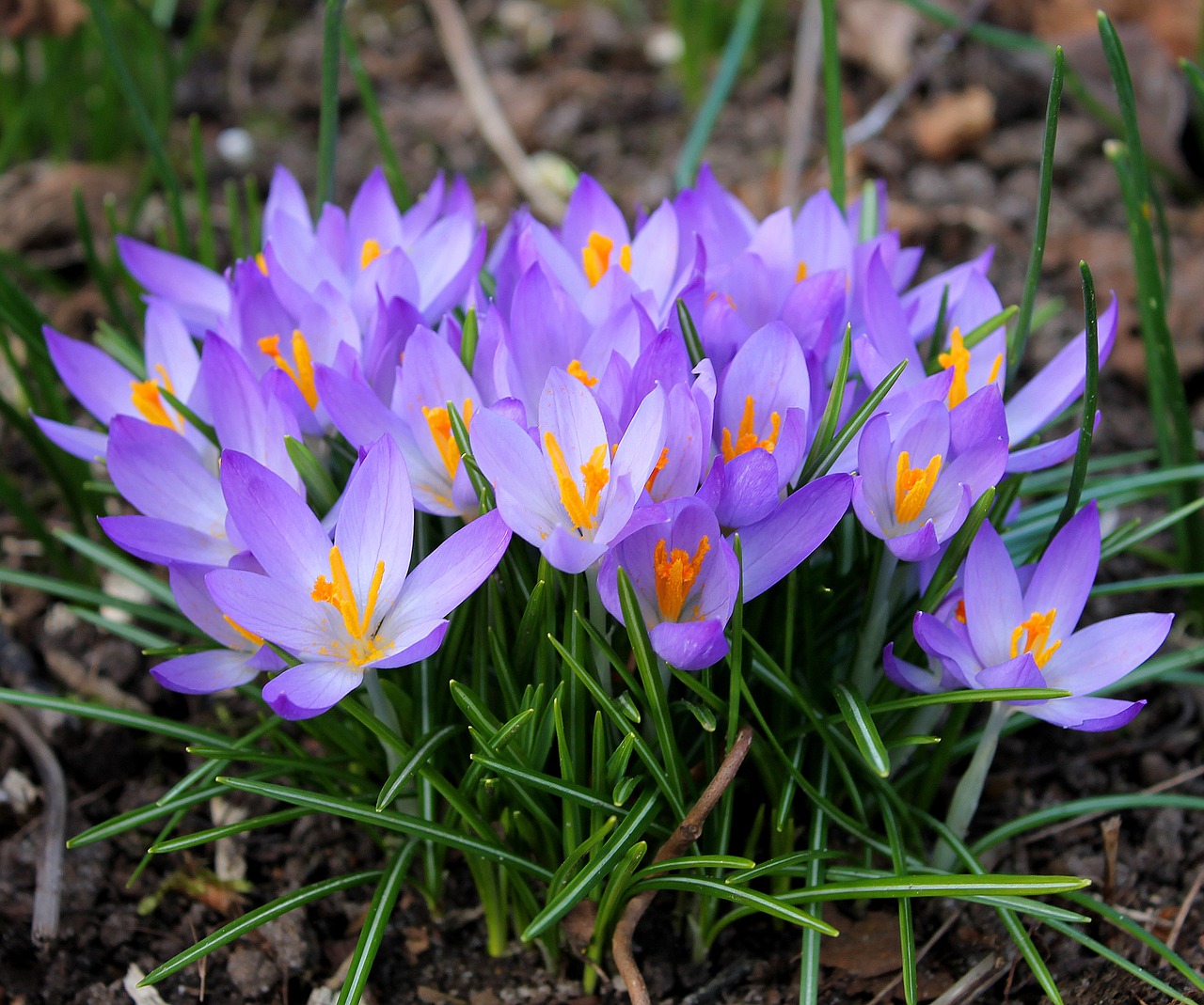 Krokusai, Velykos, Pavasaris, Gėlės, Crocus, Gėlių Svogūnėliai, Pavasario Gėlės, Violetinė, Pavasario Augalai, Svogūnų Laiškai