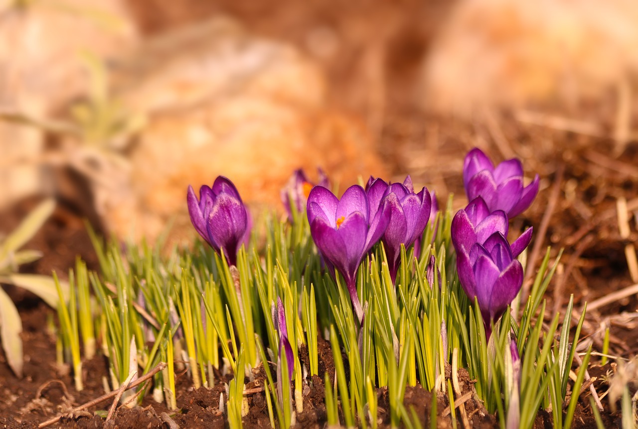 Crocuses,  Gėlės,  Pavasaris,  Sodas, Nemokamos Nuotraukos,  Nemokama Licenzija