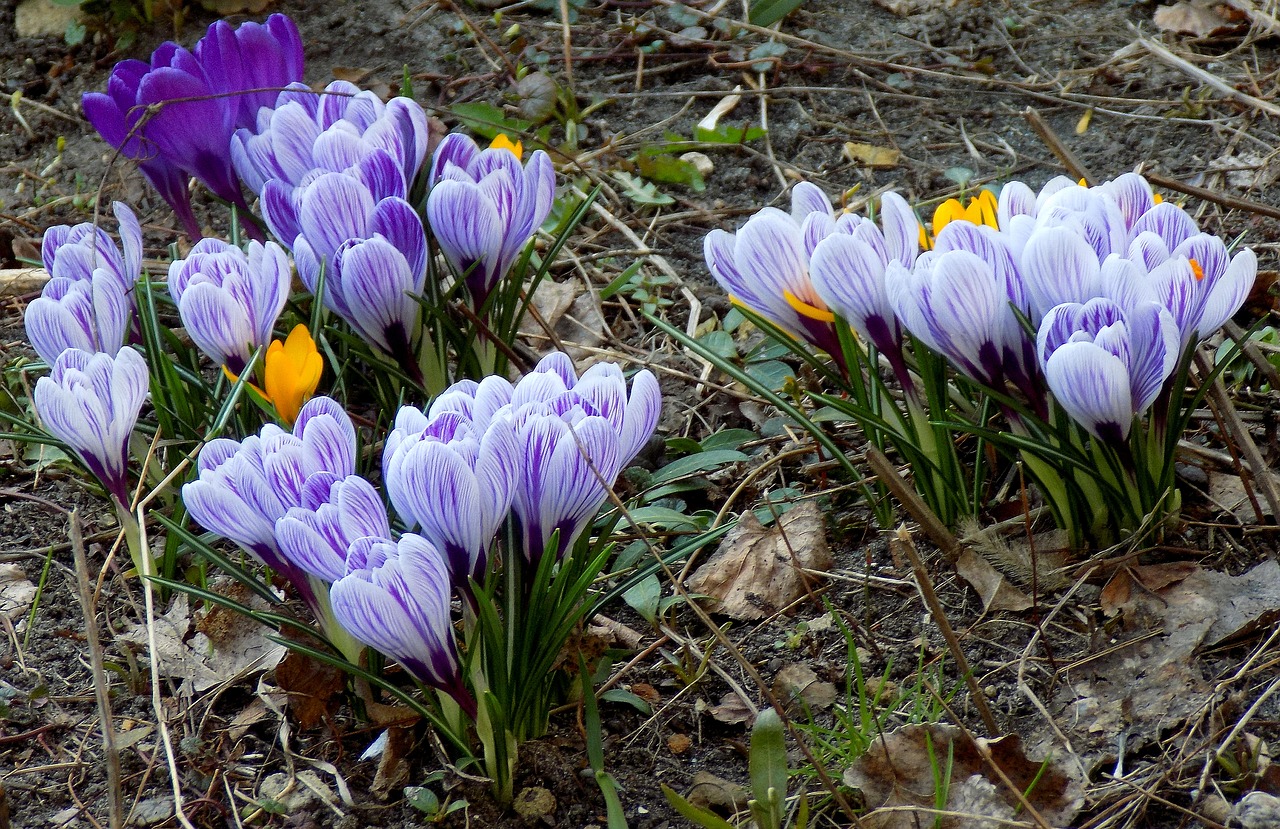 Crocuses,  Gėlė,  Pobūdį,  Augalų,  Žydi,  Pavasaris, Nemokamos Nuotraukos,  Nemokama Licenzija