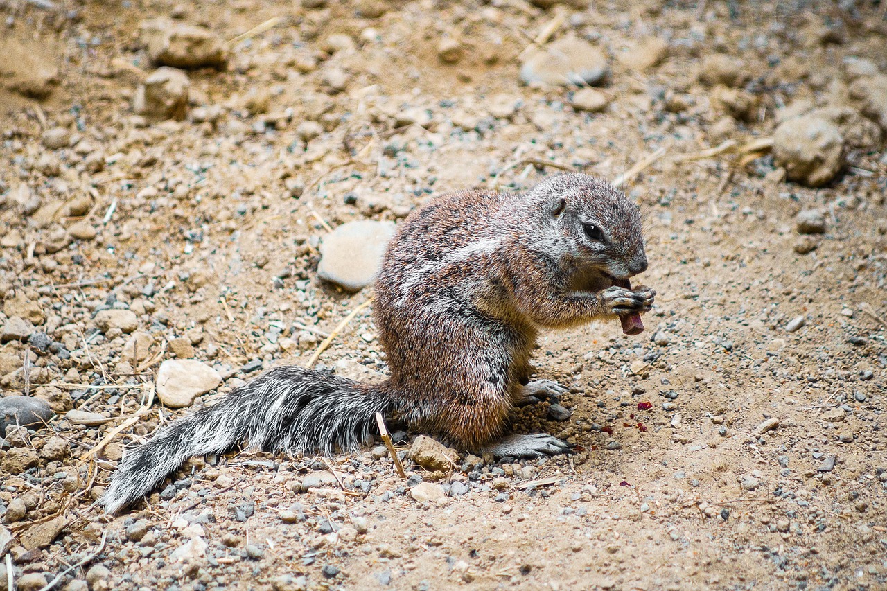 Kruopos, Zoologijos Sodas, Mielas, Žinduolis, Gophers, Prerijų Šuo, Pūkuotas, Tiergarten, Mažas, Marmoto Panaši