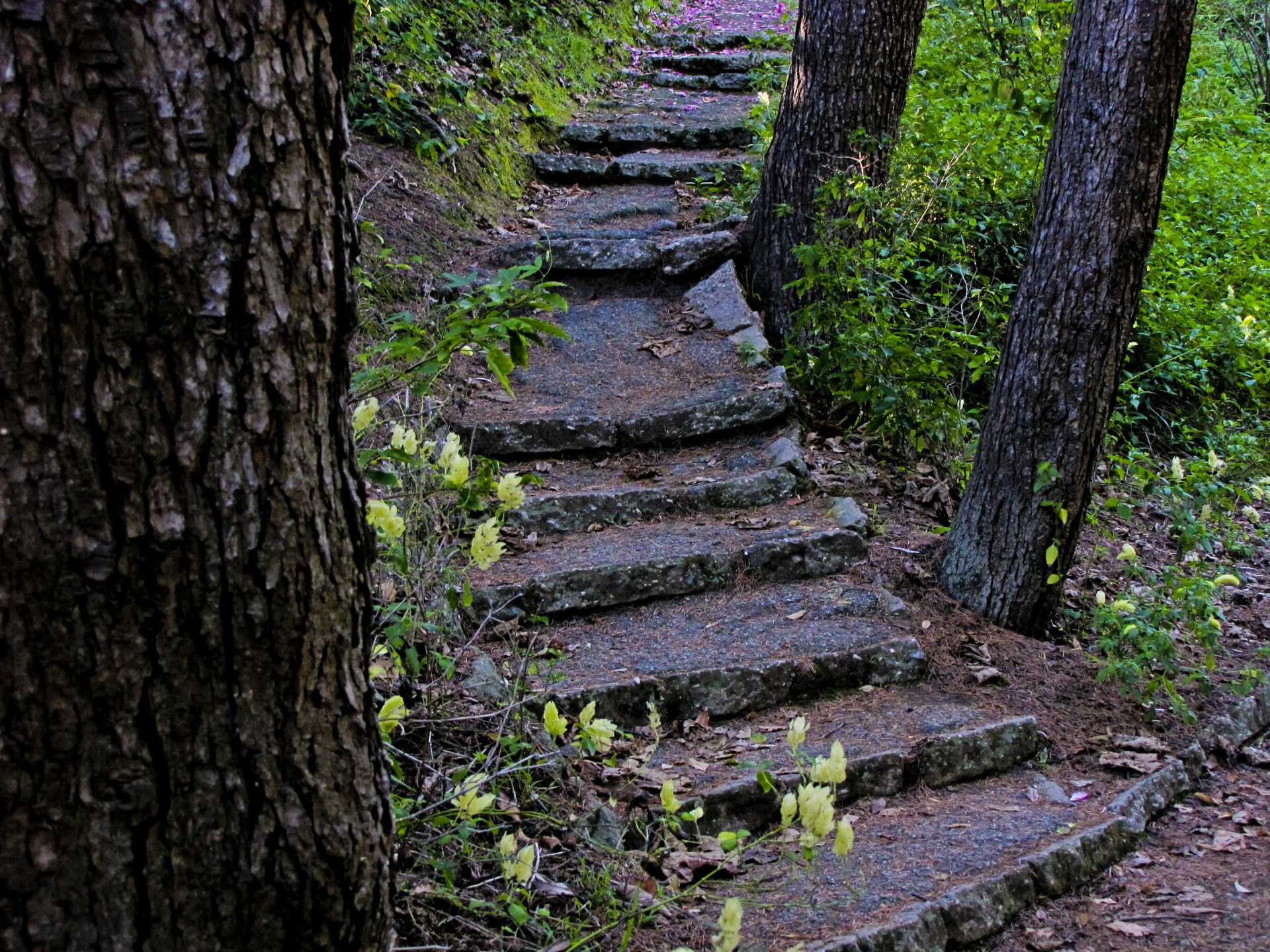 Žingsniai,  Kreivas,  Enchanted,  Miškas,  Medžiai,  Šlapias,  Tamsi,  Kelias,  Akmens & Nbsp,  Žingsniai