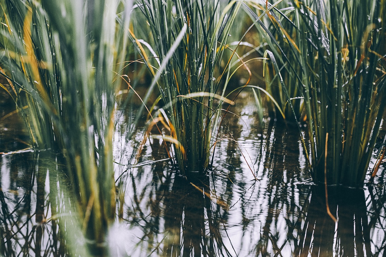 Pasėliai, Ūkis, Kvieciai, Derlius, Augalai, Žalias, Laukas, Vanduo, Žemdirbystė, Nemokamos Nuotraukos