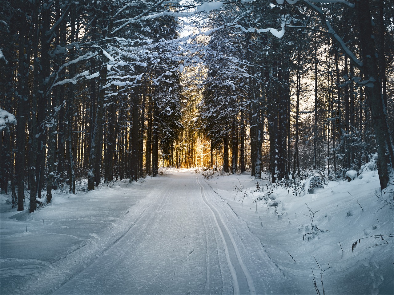 Dviračių Slidinėjimas, Miškas, Sniegas, Snieguotas, Slidinėjimo Trasa, Žiema, Žygiai, Slidinėjimas, Šaltas, Žiemą