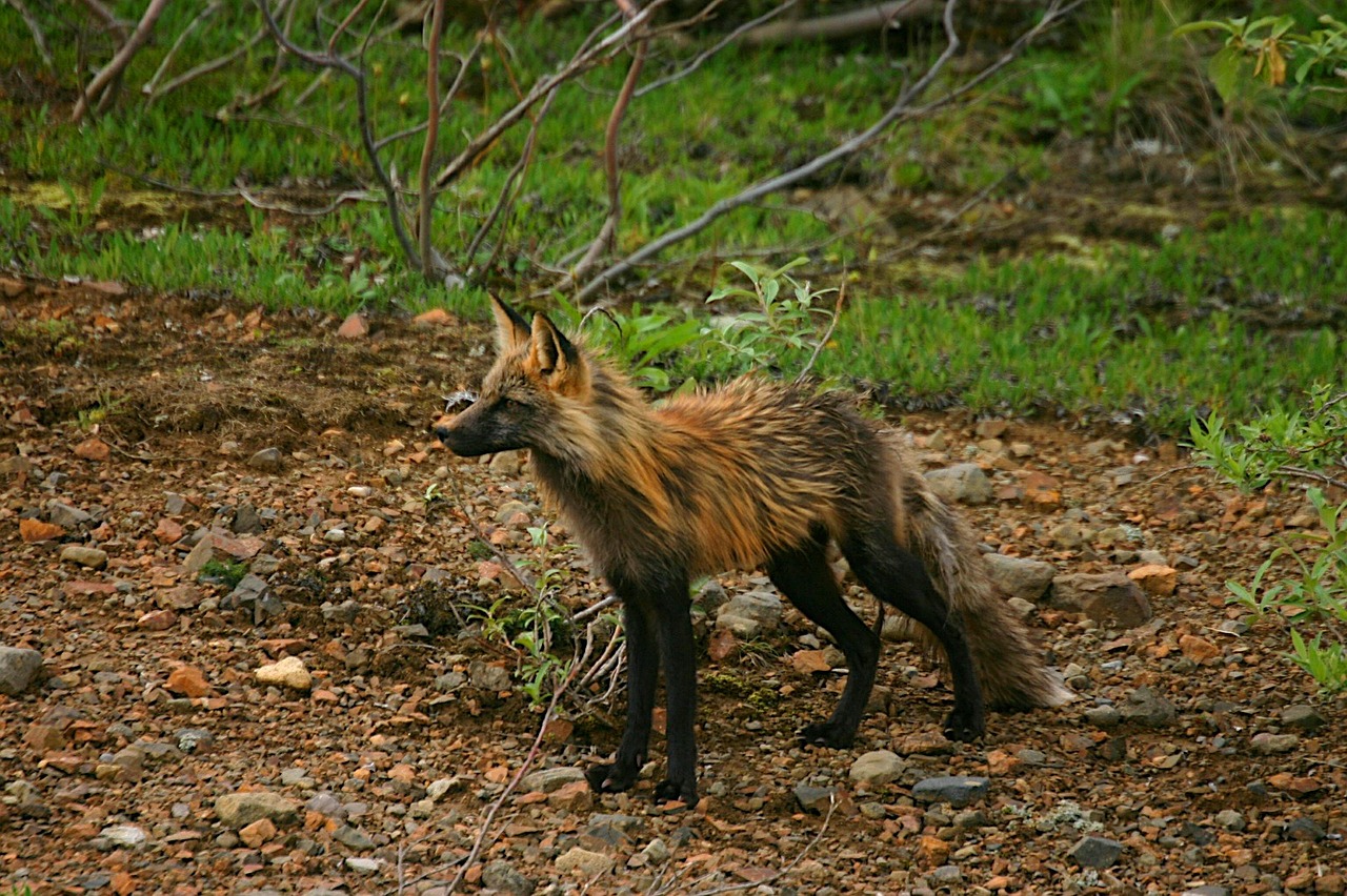 Kryžminė Lapė, Lapė, Šunys, Gyvūnas, Laukinė Gamta, Laukiniai, Zoologija, Žinduolis, Rūšis, Aplinka