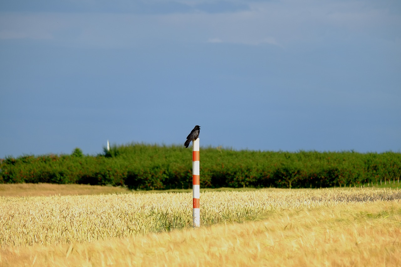 Varna, Paukštis, Varnas Paukštis, Varnas, Juoda, Gamta, Sąskaitą, Skristi, Plunksna, Įdomu