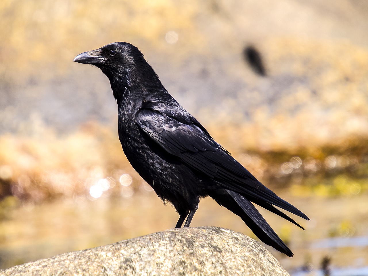 Varna, Carrion Varna, Paukštis, Gamta, Gyvūnas, Nemokamos Nuotraukos,  Nemokama Licenzija