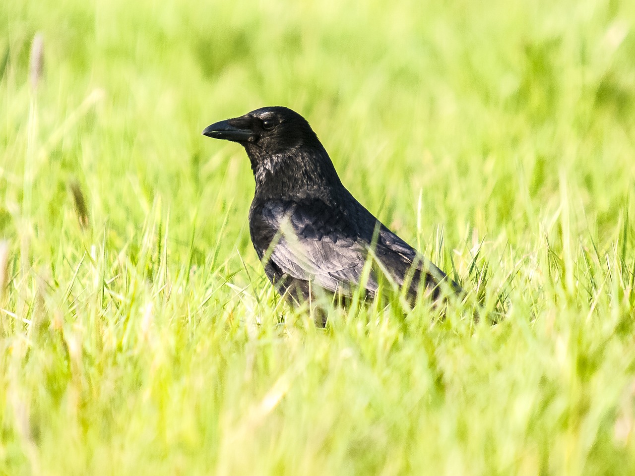 Varna, Carrion Varna, Varnas Paukštis, Paukštis, Gamta, Gyvūnas, Nemokamos Nuotraukos,  Nemokama Licenzija